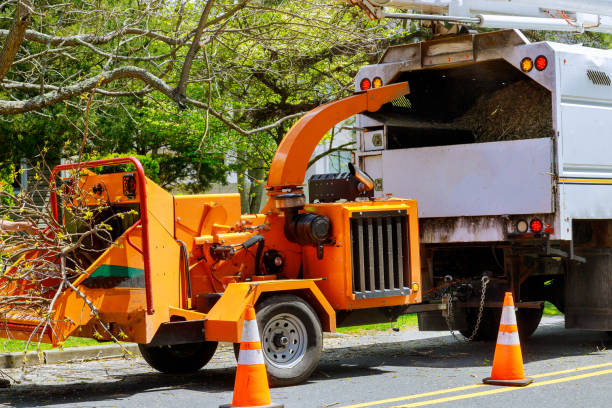  , USA Tree Removal and Landscaping Services Pros